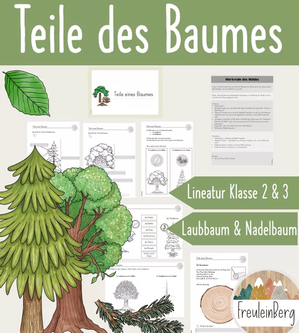 Bild in der Beschreibung des Unterrichtsmaterials Teile des Baumes - Laubbaum vs. Nadelbaum - Differenzierte Arbeitsblätter von FreuleinBerg #1