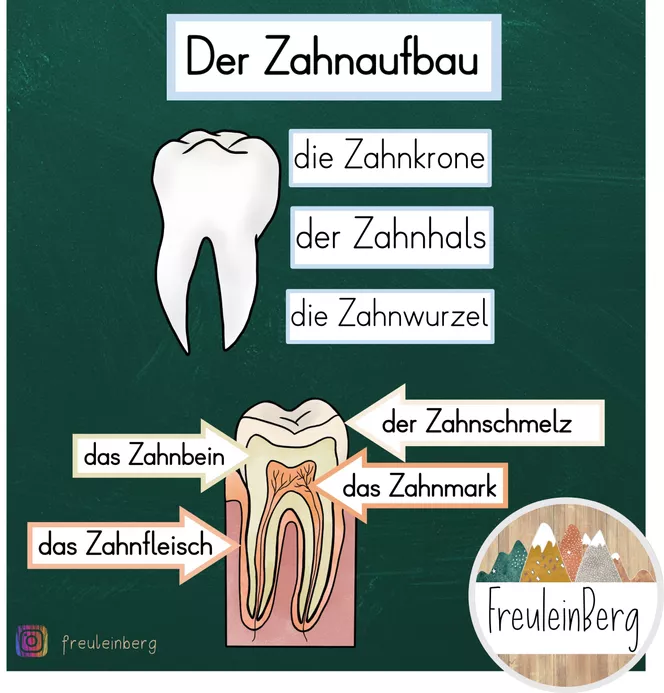 Bild in der Beschreibung des Unterrichtsmaterials Tafelmaterial: Der Zahnaufbau von FreuleinBerg #1