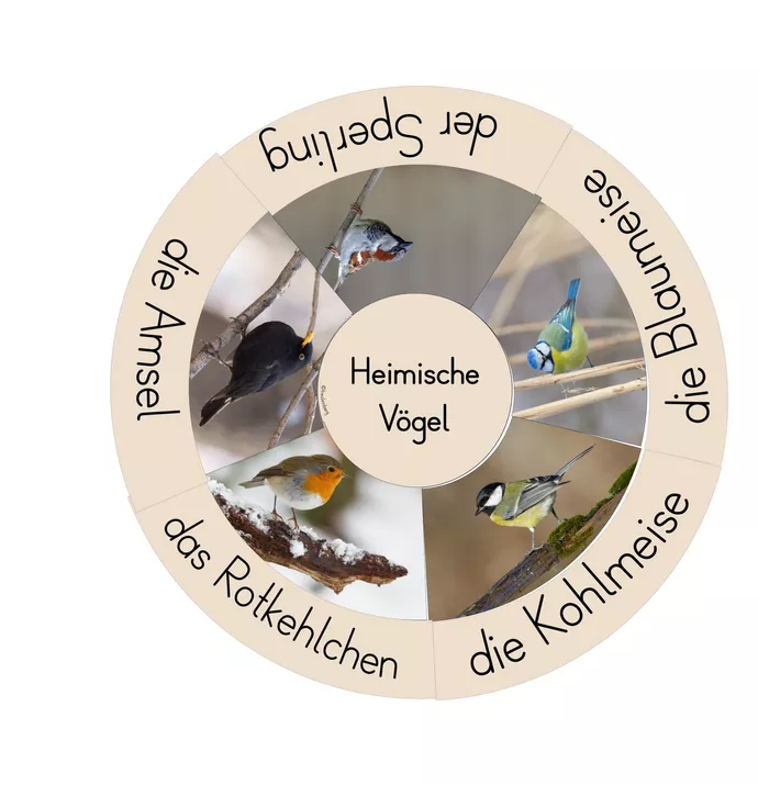 Bild in der Beschreibung des Unterrichtsmaterials Heimische Vögel - Legekreis von FreuleinBerg #2