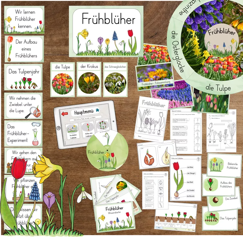 Bild in der Beschreibung des Unterrichtsmaterials Frühblüher - Klasse 1/2 - GESAMTPAKET von FreuleinBerg #2