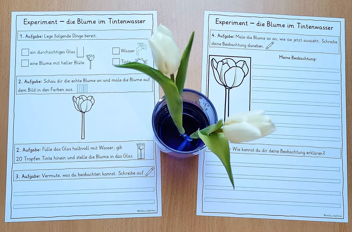 Bild in der Beschreibung des Unterrichtsmaterials Blumen färben Klasse 3-4 - Experiment im Frühling von Helles Köpfchen #1