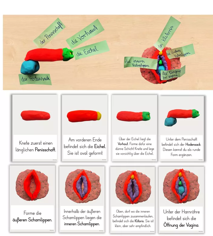 Anleitung Knetmodell Vulva & Penis (Geschlechtsorgane) Unterrichtsmaterial in den Fchern Biologie & Sachunterricht Anleitung Knetmodell Vulva & Penis (Geschlechtsorgane) Unterrichtsmaterial in den Fchern Biologie & Sachunterricht