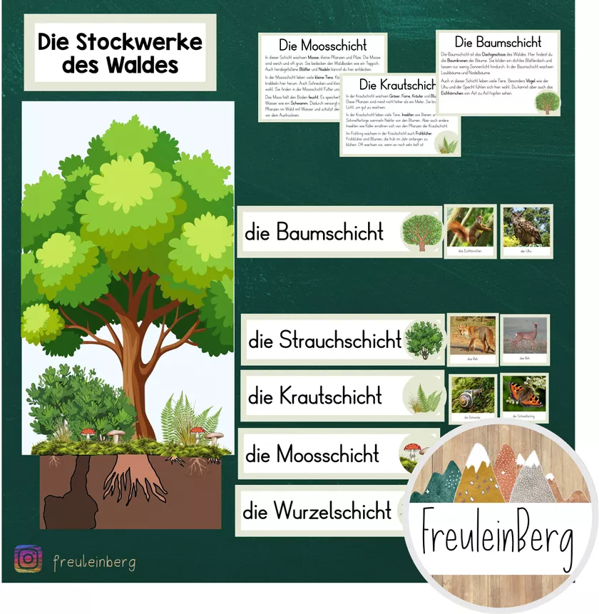 Bild in der Beschreibung des Unterrichtsmaterials Die Stockwerke des Waldes - Tafelmaterial von FreuleinBerg #1