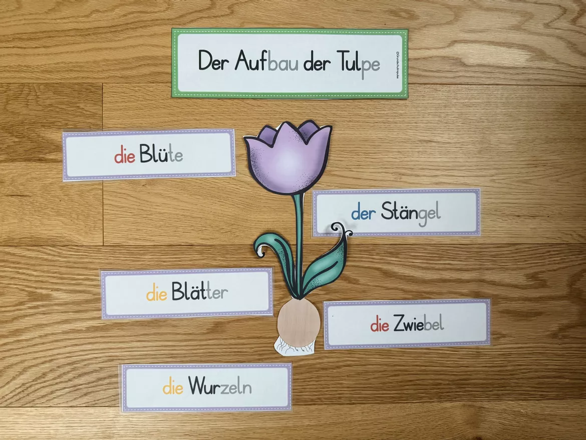 Bild in der Beschreibung des Unterrichtsmaterials Frühblüher - Unterrichtsreihe (Klasse 1+2) von Grundschulimpulse #6