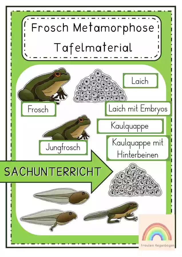 Der Frosch Metamorphose Tafelmaterial Unterrichtsmaterial Im Fach der-frosch-metamorphose-tafelmaterial-unterrichtsmaterial-im-fach