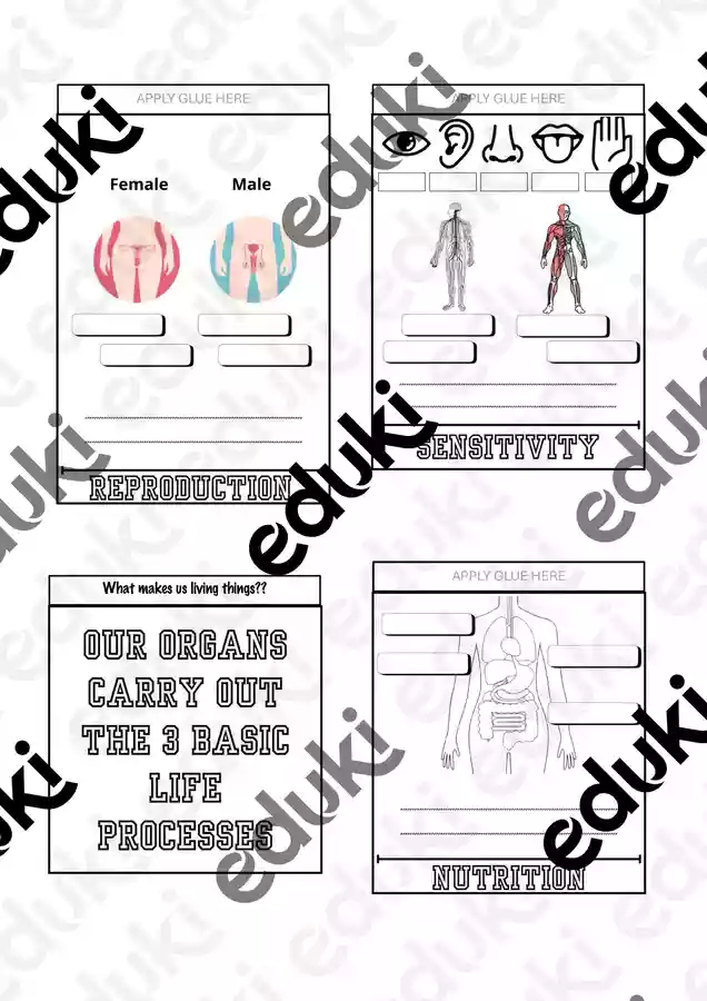 FLIPBOOK life processes: nutrition, sensitivity and reproduction ...