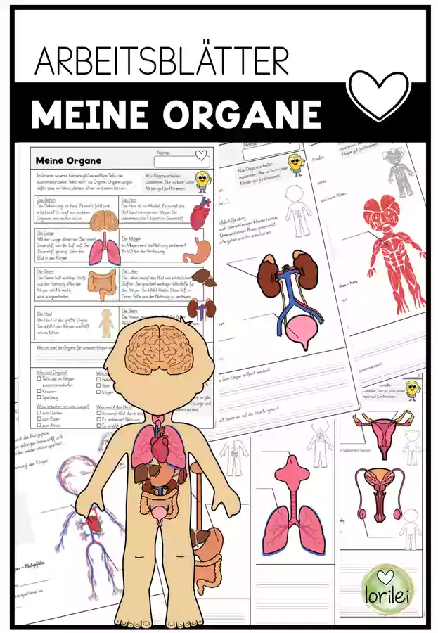 Unser Körper - meine Organe – Arbeitsblätter zum menschlichen Körper ...