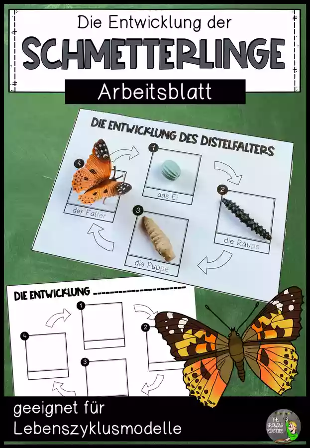 Arbeitsblatt F r Lebenszyklusmodelle Schmetterling Distelfalter Arbeitsblatt F r Lebenszyklusmodelle Schmetterling Distelfalter