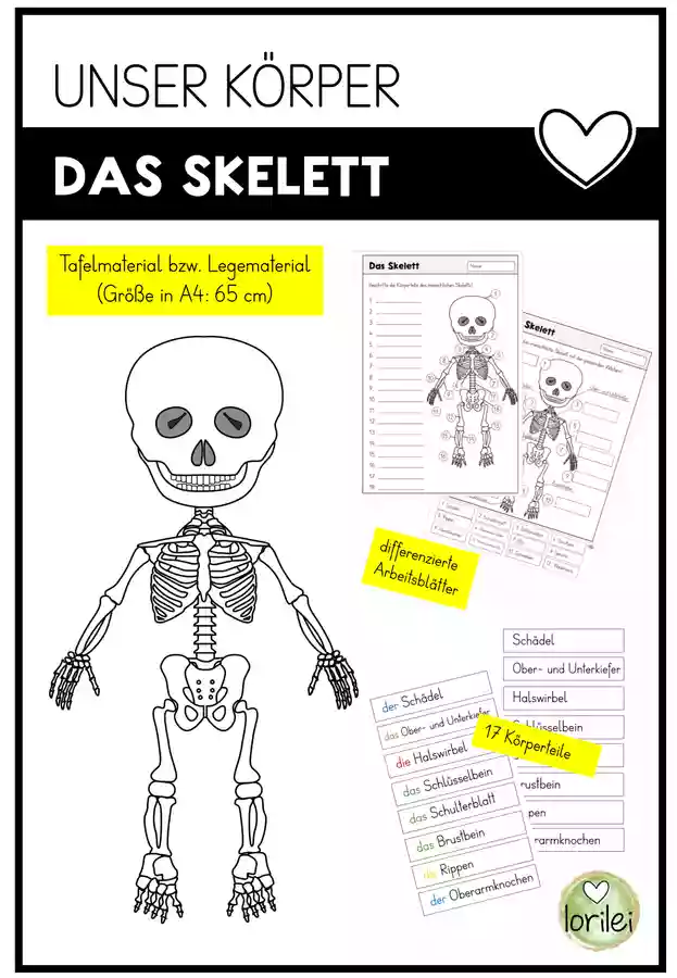 Mein Körper - Skelett - Tafelmaterial - Legematerial ...
