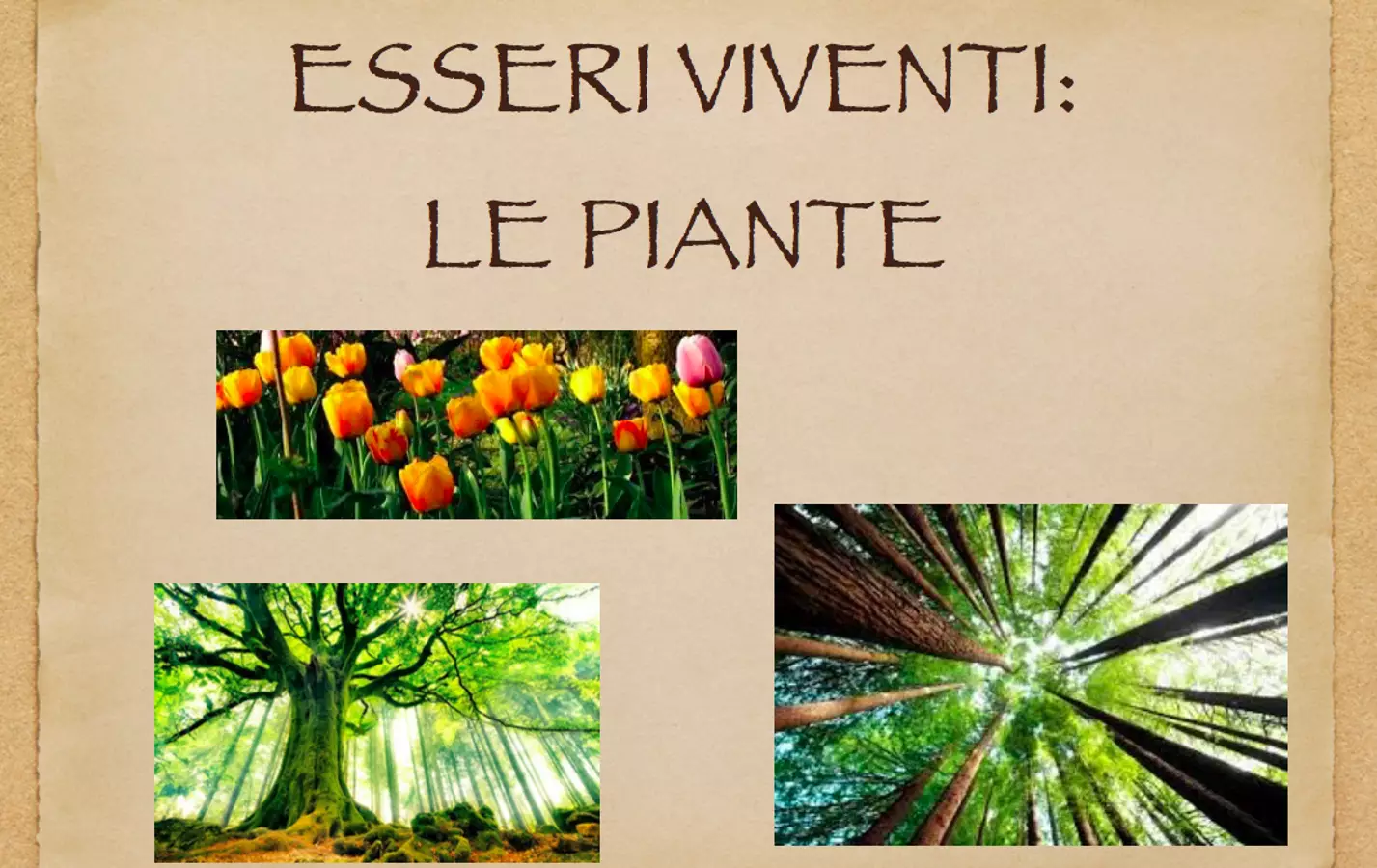 COME RESPIRANO E COME SI RIPRODUCONO LE PIANTE Materiale di supporto/inclusione - COME RESPIRANO E COME SI RIPRODUCONO LE PIANTE - Maestra Michela - Pagina di copertina
