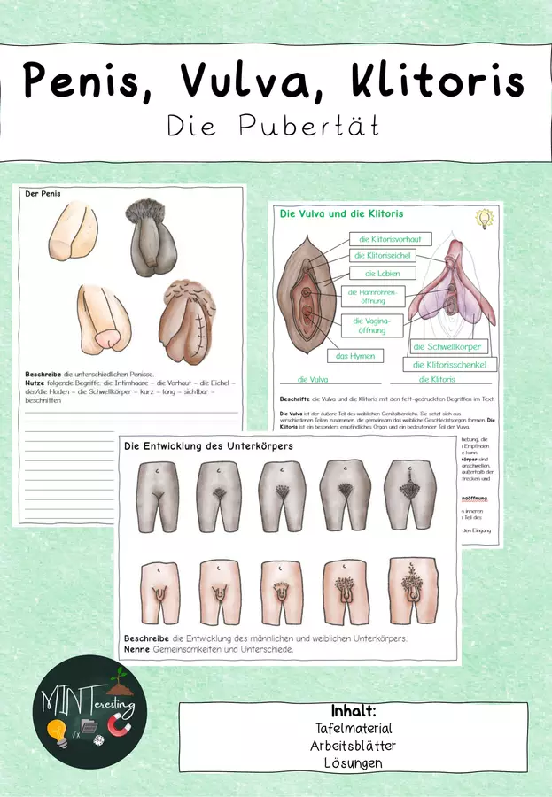 Geschlechtsorgane - Penis, Hoden, Klitoris und Vulva Unterrichtsmaterial in den Fchern Biologie & Naturwissenschaften Geschlechtsorgane - Penis, Hoden, Klitoris und Vulva Unterrichtsmaterial in den Fchern Biologie & Naturwissenschaften