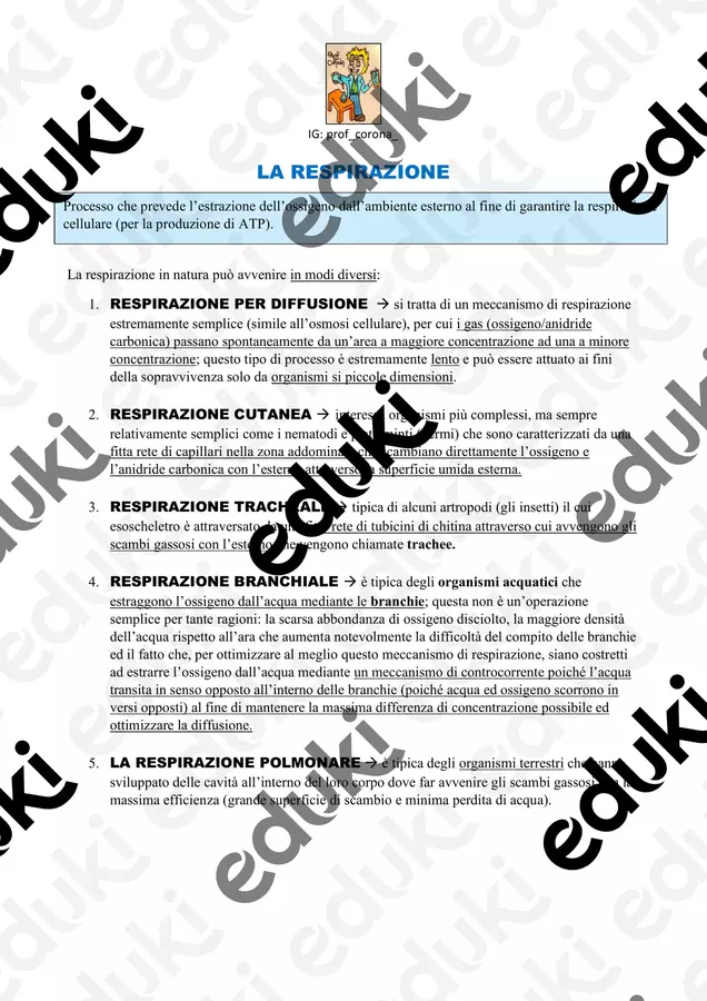 Riassunti sul corpo umano Programmi scolastici / Materiali per docenti - Riassunti sul corpo umano - Prof Luca Corona - Pagina di copertina