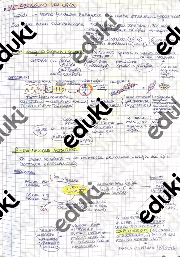 Il Metabolismo dei lipidi edelle proteine Materiale di supporto/inclusione - Il Metabolismo dei lipidi edelle proteine - Scienzalcubo - Pagina di copertina