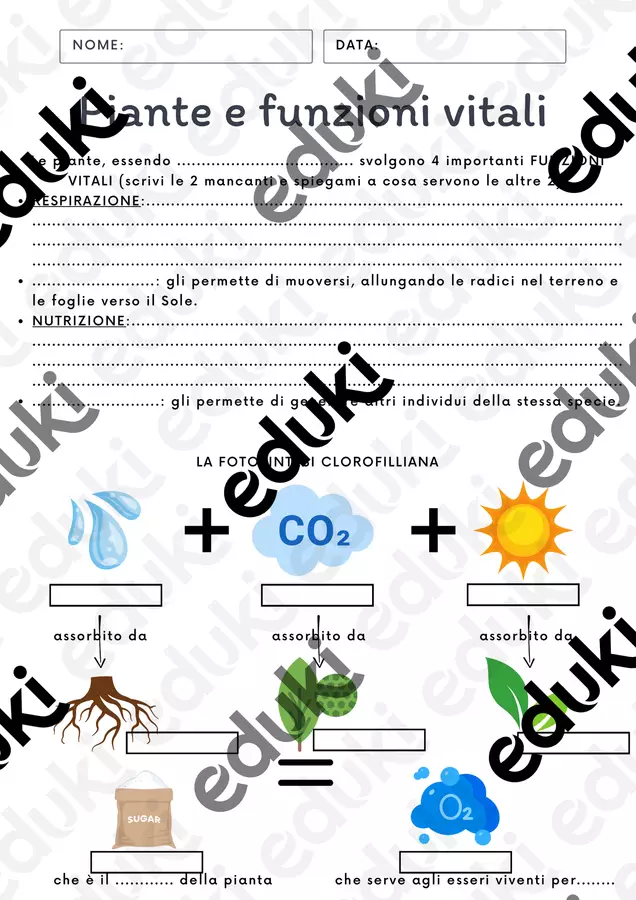 Verifica sulle piante Compiti in classe/Test - Verifica sulle piante - Fedeteacher - Pagina di copertina