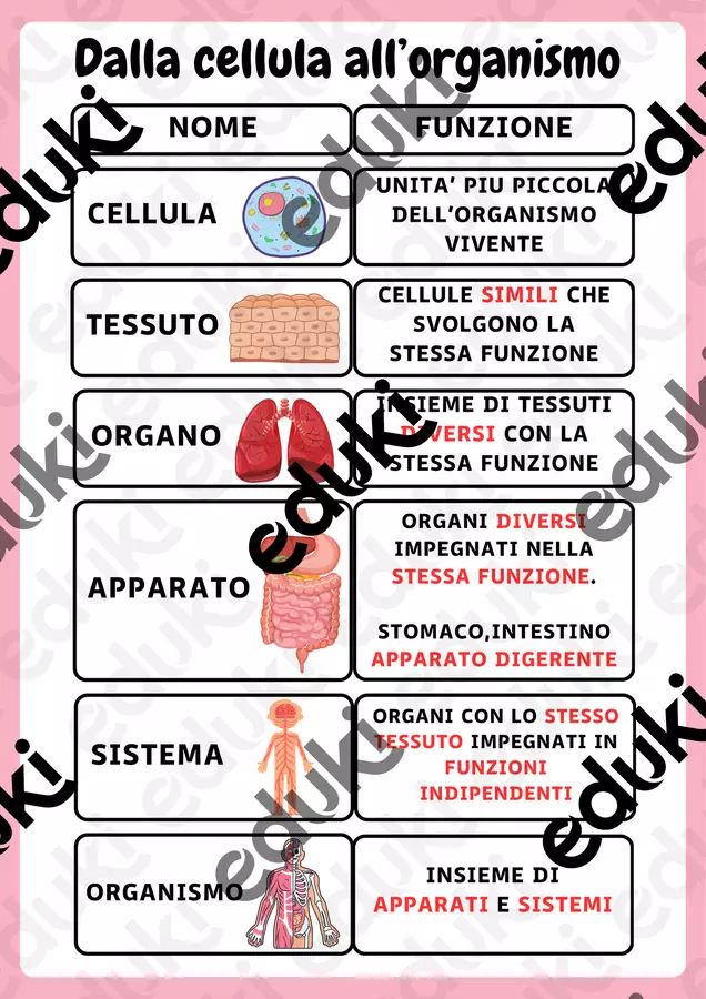 Il corpo umano: Dalla cellula all'organismo Materiale di supporto/inclusione - Il corpo umano: Dalla cellula all'organismo - StefyTutorDsa - Pagina di copertina