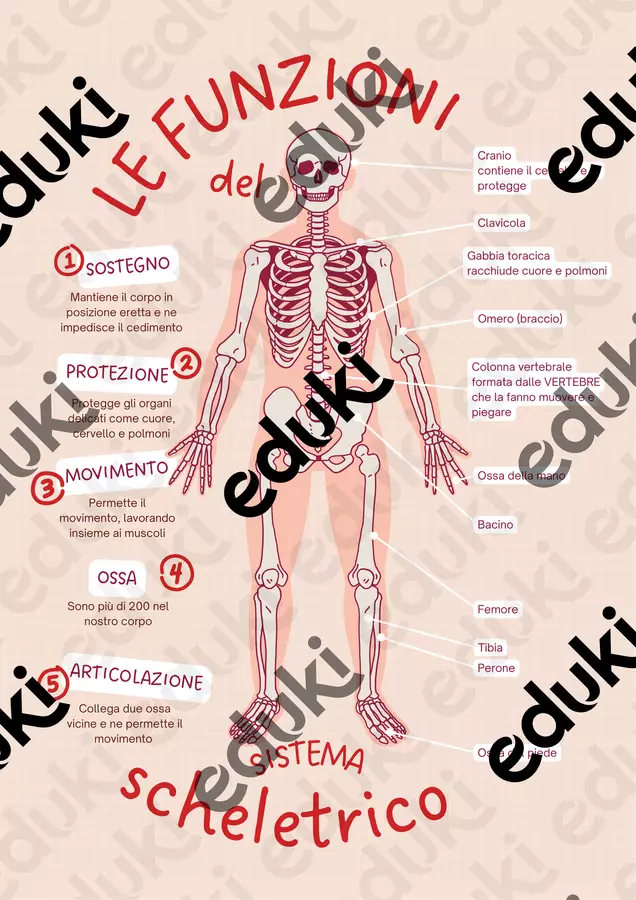 Il corpo umano: L' apparato scheletrico Materiale di supporto/inclusione - Il corpo umano: L' apparato scheletrico - StefyTutorDsa - Pagina di copertina