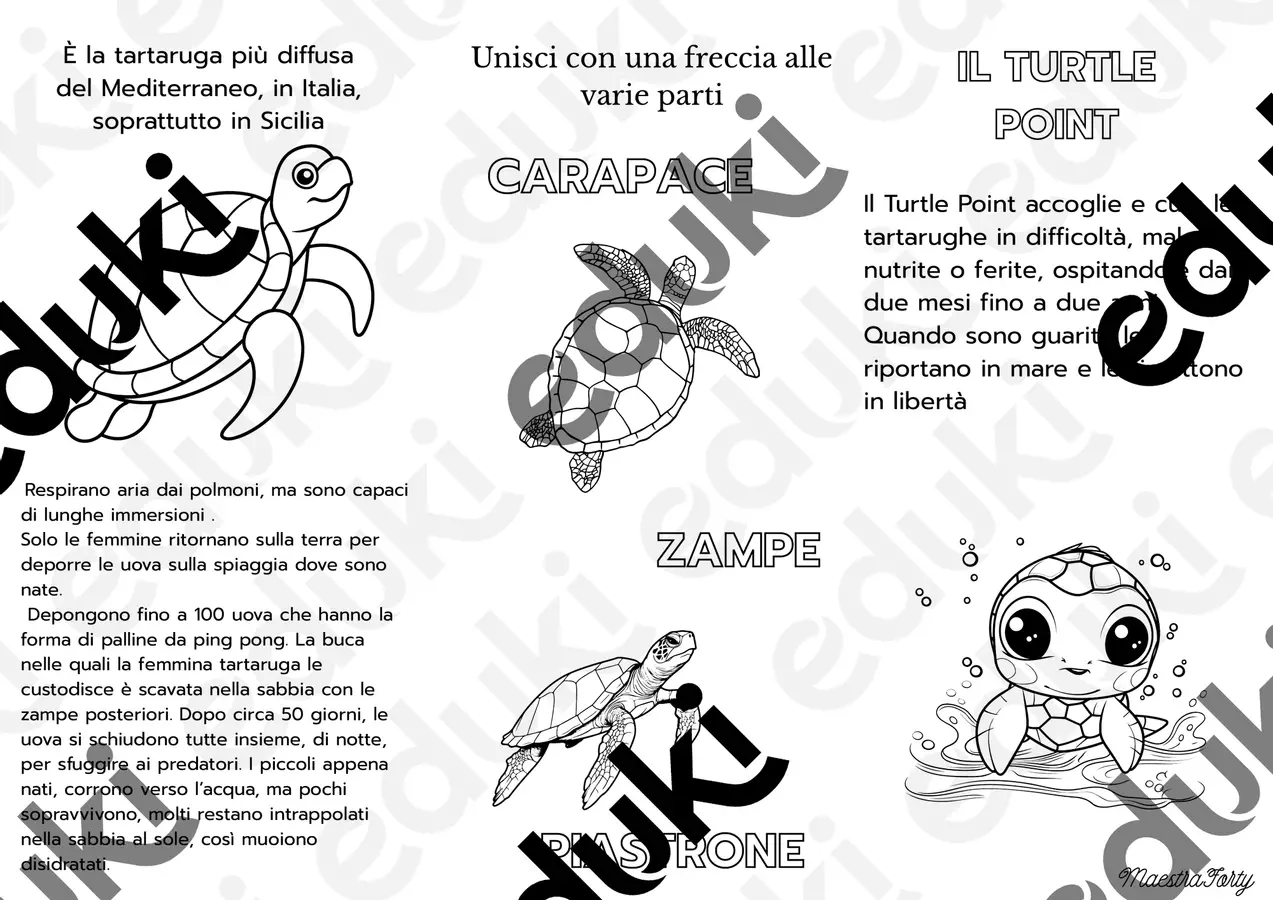 Conoscere le tartarughe marine Esercizi - Conoscere le tartarughe marine - Maestra Forty - Pagina di copertina