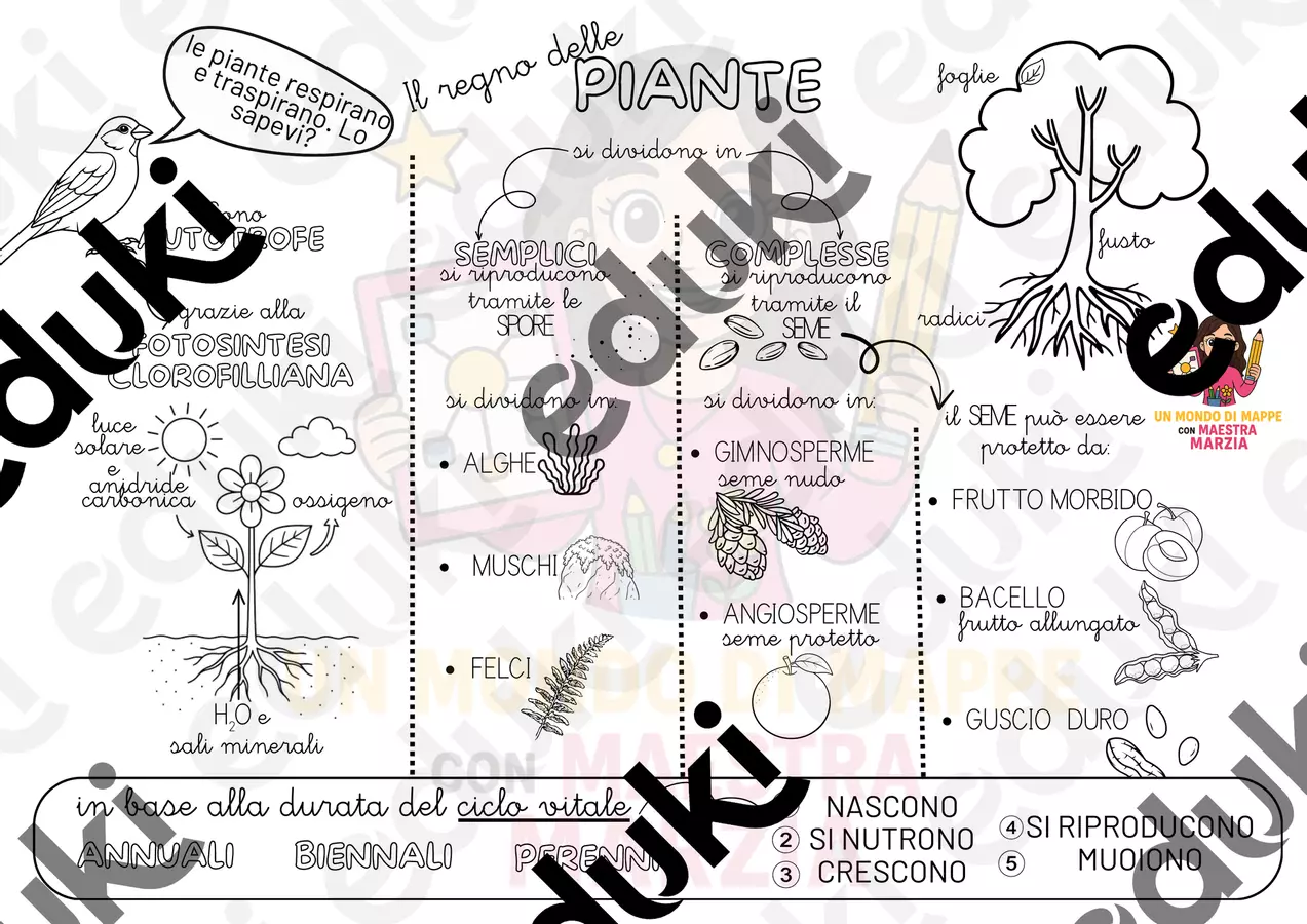 IL REGNO DELLE PIANTE Mappe concettuali - IL REGNO DELLE PIANTE - Un Mondo di Mappe con Maestra Marzia - Pagina di copertina