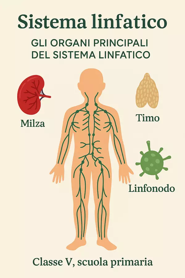 Gli organi principali del sistema linfatico Piani di lezione - Gli organi principali del sistema linfatico - Scienza Magica - Pagina di copertina