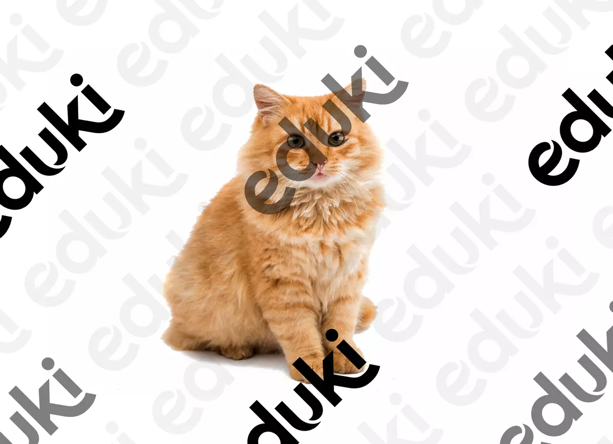 Animali flash cards. Materiale di supporto/inclusione - Animali flash cards. - ABA teach - Pagina di copertina