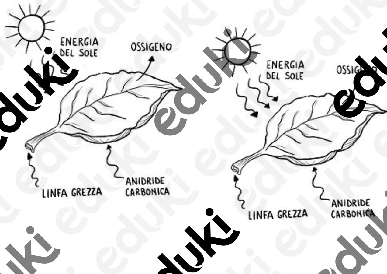 Piante e foglie Esercizi - Piante e foglie - Maestra IAIA - Pagina di copertina