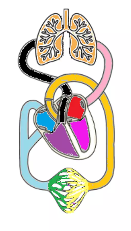 CIRCOLAZIONE. Materiale di supporto/inclusione - CIRCOLAZIONE. - la.maestra.vale - Pagina di copertina