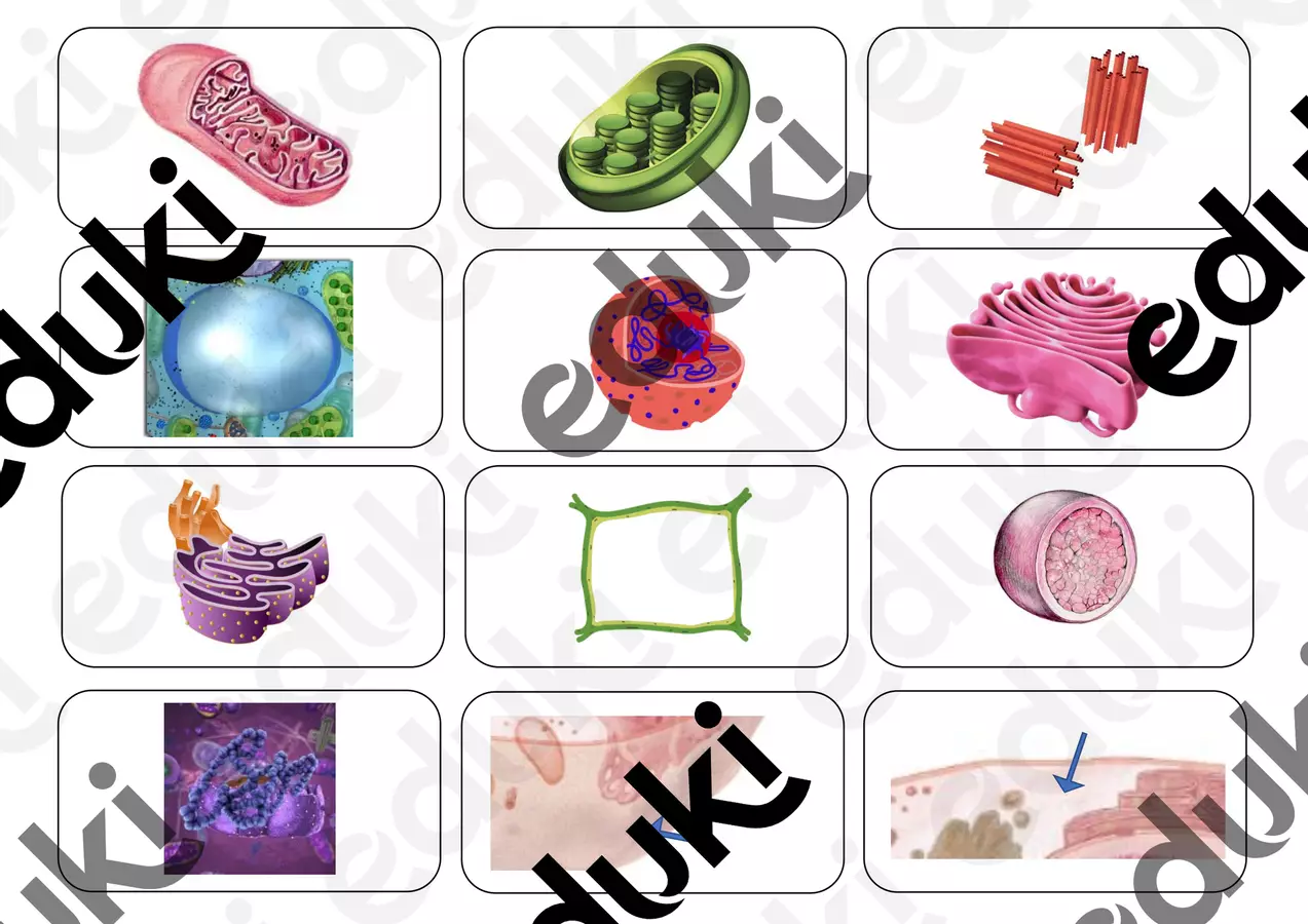 Memory_cell_game_flashcards. Flashcard - Memory_cell_game_flashcards. - prof.GiadiC - Pagina di copertina