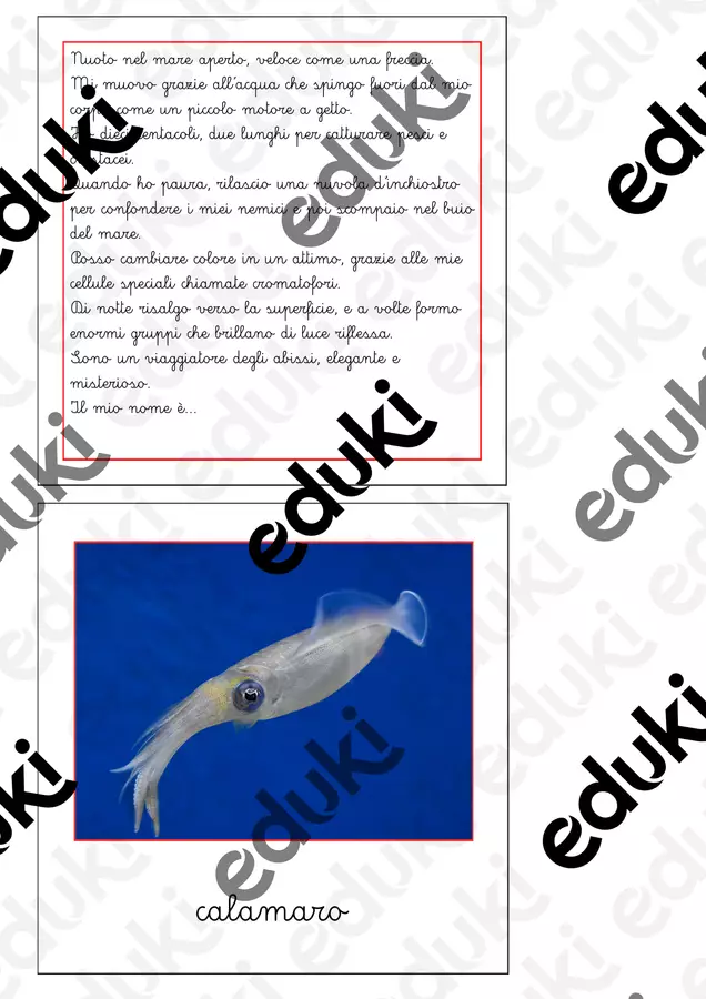 Nomenclatura Montessori - Animali invertebrati 1 Flashcard - Nomenclatura Montessori - Animali invertebrati 1 - Maestra Emilia - Pagina di copertina