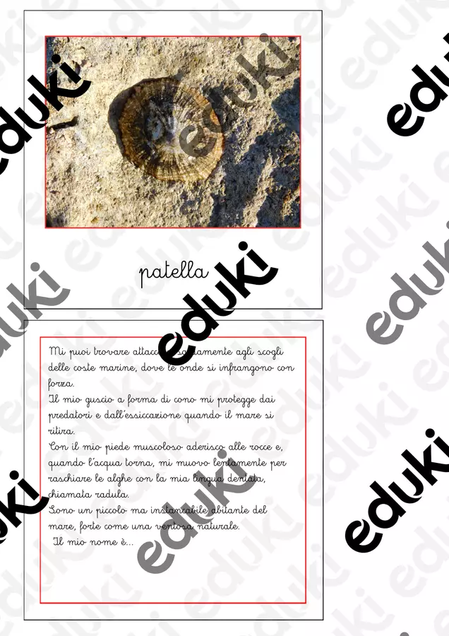 Nomenclatura Montessori - Animali invertebrati 2 Flashcard - Nomenclatura Montessori - Animali invertebrati 2 - Maestra Emilia - Pagina di copertina
