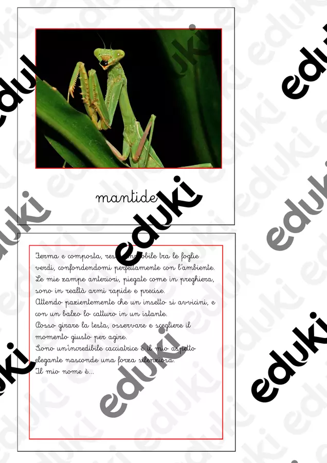 Nomenclatura Montessori - Animali invertebrati 3 Flashcard - Nomenclatura Montessori - Animali invertebrati 3 - Maestra Emilia - Pagina di copertina