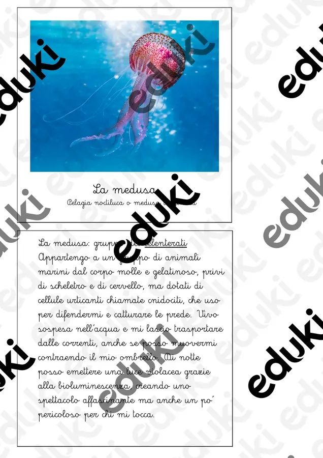 Filastrocche e indovinelli - Phylum degli invertebrati Esercizi - Filastrocche e indovinelli - Phylum degli invertebrati - Maestra Emilia - Pagina di copertina