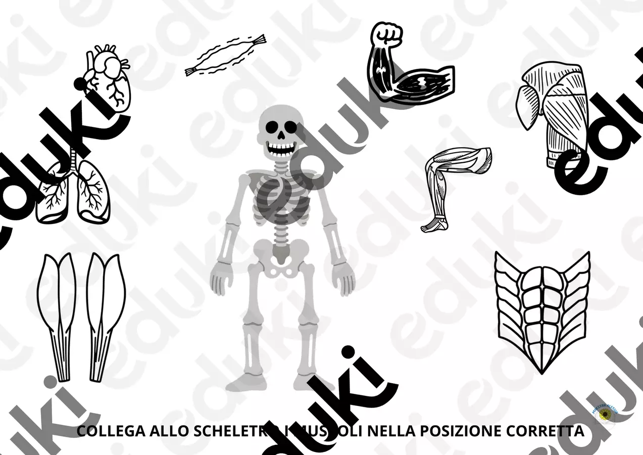 I MUSCOLI SCHEDE DI ESERCIZI SEMPLICI utili anche per bambini con sostegno Esercizi - I MUSCOLI SCHEDE DI ESERCIZI SEMPLICI utili anche per bambini con sostegno - Alessia Presa - Pagina di copertina