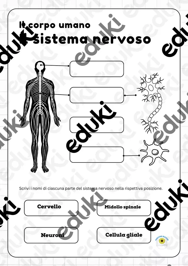 SCHEDA SUL SISTEMA NERVOSO Esercizi - SCHEDA SUL SISTEMA NERVOSO - Alessia Presa - Pagina di copertina