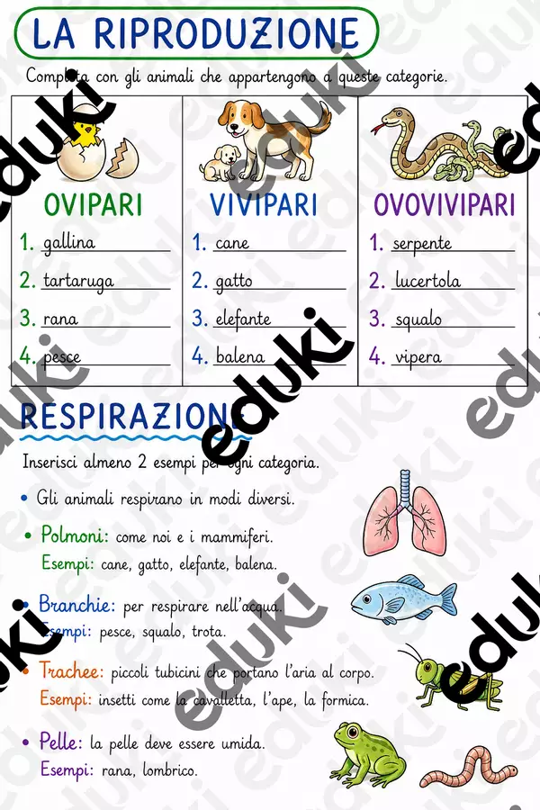 Riproduzione e respirazione degli animali 🐟🐣 Materiale di supporto/inclusione - Riproduzione e respirazione degli animali 🐟🐣 - MaestraAlessiaMenteattiva - Pagina di copertina