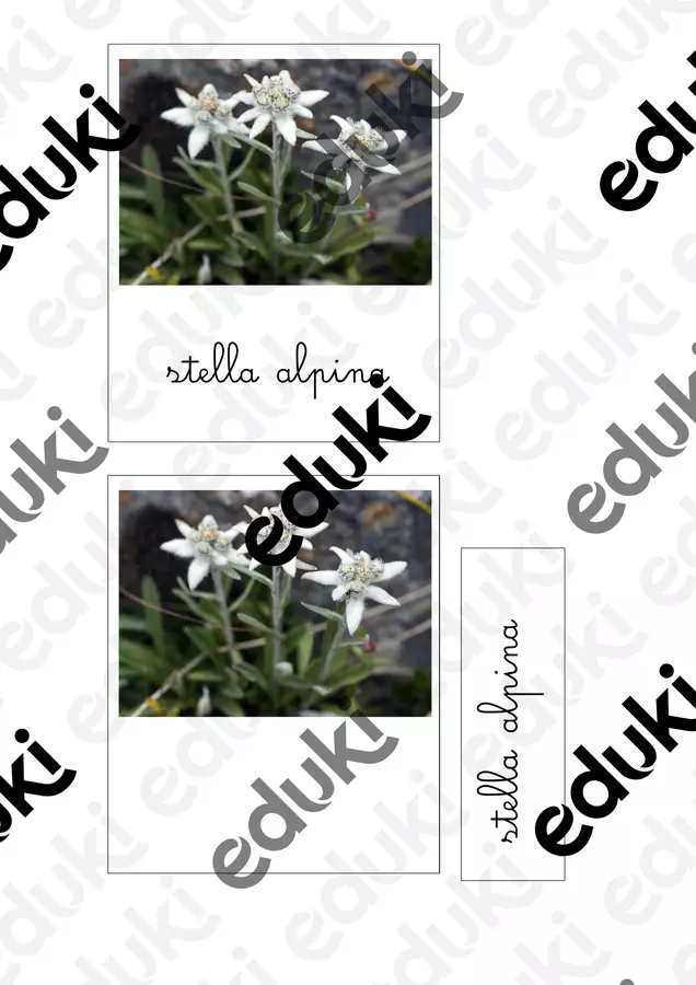 Nomenclatura Montessori - Fiori di Montagna Flashcard - Nomenclatura Montessori - Fiori di Montagna - IL FILO APS - Pagina di copertina