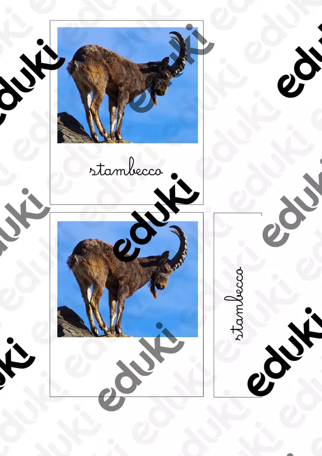Nomenclature Montessori - gli animali di montagna Flashcard - Nomenclature Montessori - gli animali di montagna - IL FILO APS - Pagina di copertina