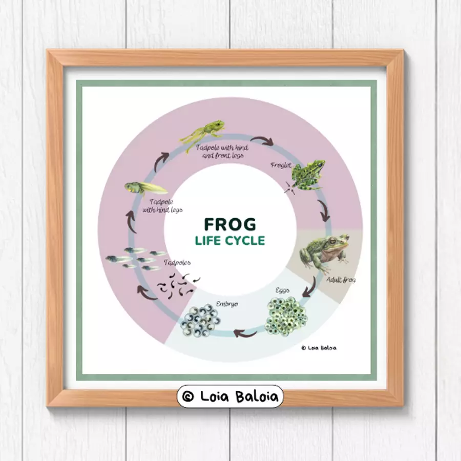 Lifecycle of a Frog - POSTER / INGLESE. Poster - Lifecycle of a Frog - POSTER / INGLESE. - Loia Baloia - Pagina di copertina
