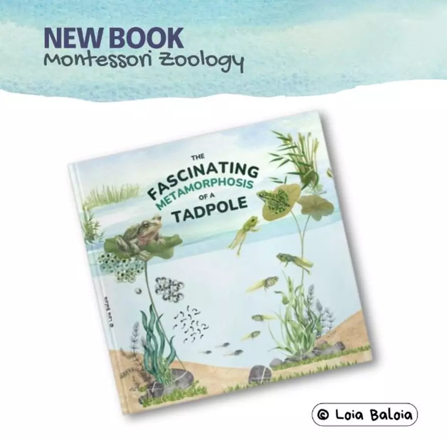 Lifecycle of a Frog - Story Book / Libro illustrato. Opere didattiche / Libri di testo - Lifecycle of a Frog - Story Book / Libro illustrato. - Loia Baloia - Pagina di copertina