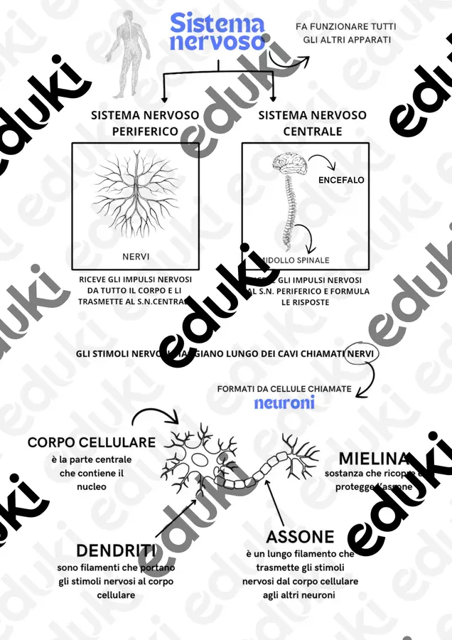 Sistema nervoso Materiale di supporto/inclusione - Sistema nervoso - Cosedamaestra - Pagina di copertina