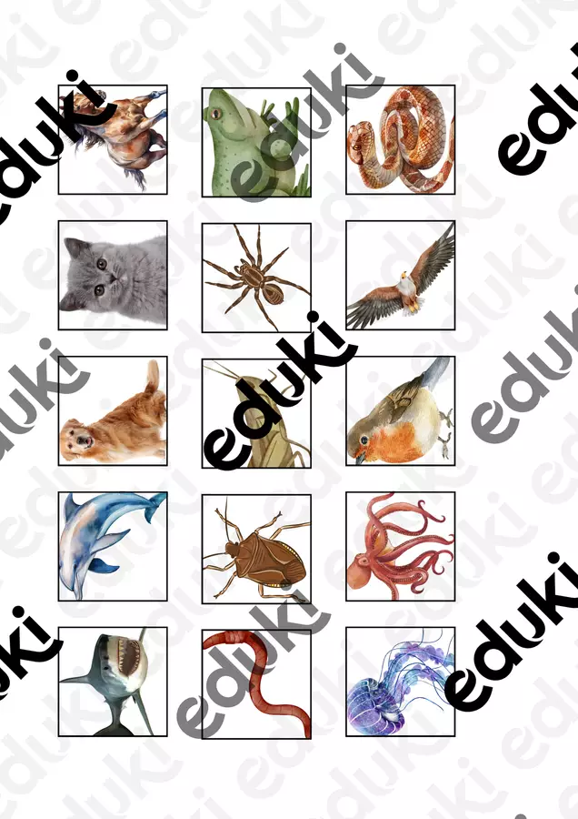 50 immagini di Animali Flashcard - 50 immagini di Animali - Maestro_Paolo - Pagina di copertina