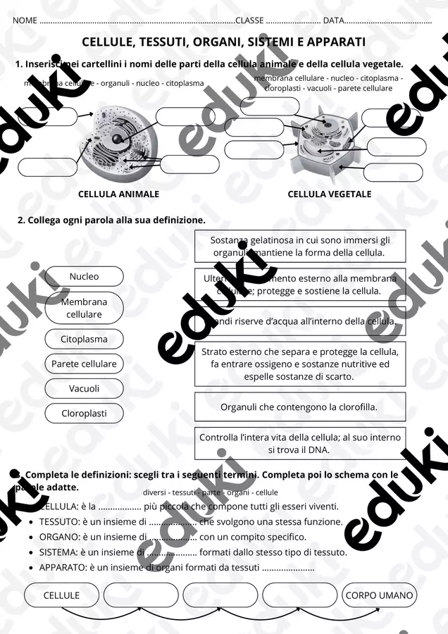 Verifica: Cellule, tessuti, organi, sistemi e apparati Compiti in classe/Test - Verifica: Cellule, tessuti, organi, sistemi e apparati - maestra_maddalena - Pagina di copertina