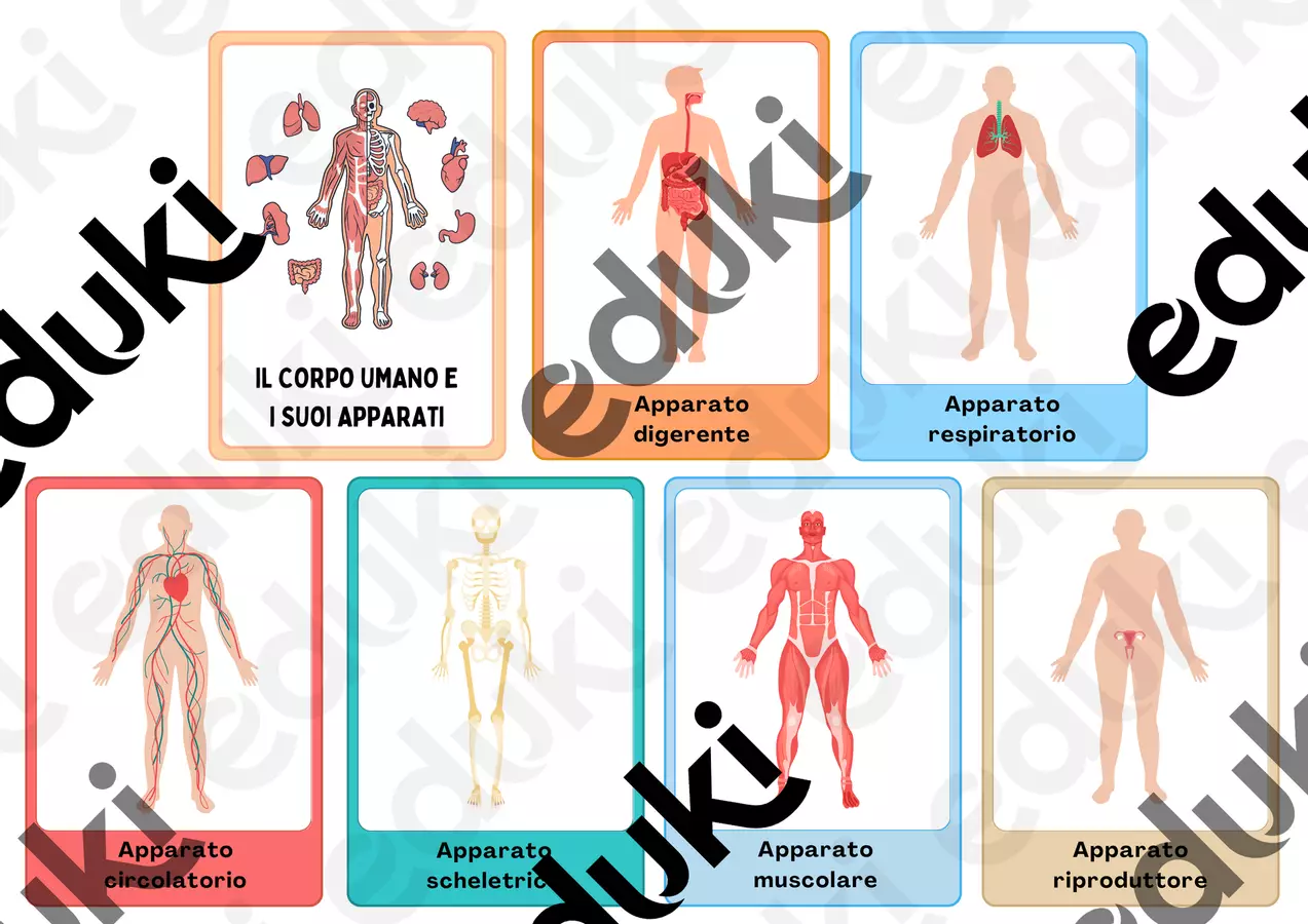 Flashcard degli apparati del corpo umano Flashcard - Flashcard degli apparati del corpo umano - Ilaria.pedagolab - Pagina di copertina
