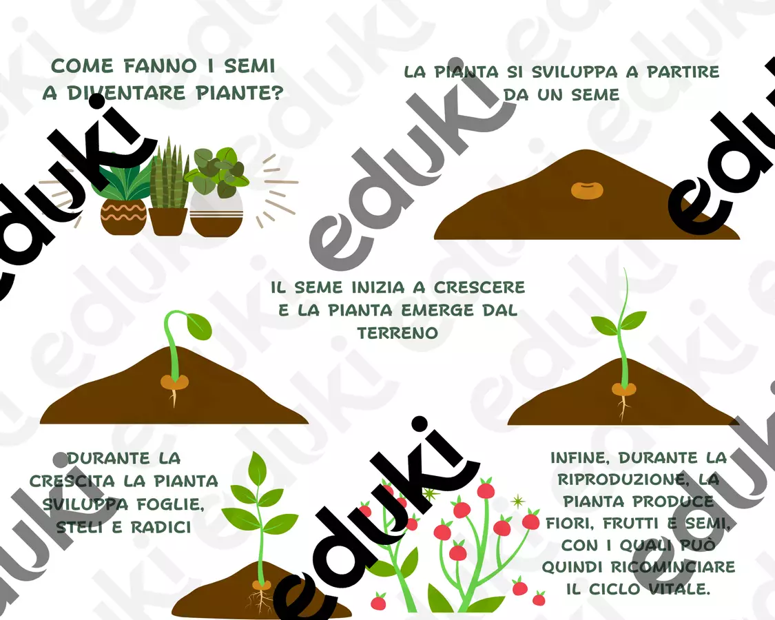 La pianta, il fiore e il frutto (schede facilitate) Materiale di supporto/inclusione - La pianta, il fiore e il frutto (schede facilitate) - maestraolga88 - Pagina di copertina