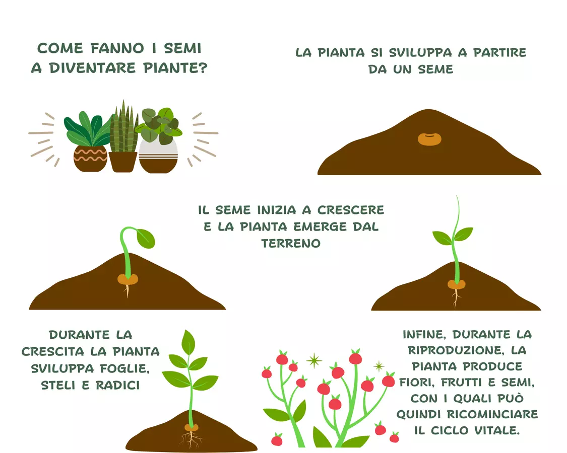 La pianta, il fiore e il frutto (schede facilitate) Materiale di supporto/inclusione - La pianta, il fiore e il frutto (schede facilitate) - maestraolga88 - Pagina di copertina