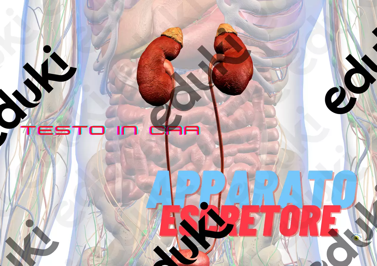 apparato escretore CAA (supporto per autismo, sindrome di down e NAI) Materiale di supporto/inclusione - apparato escretore CAA (supporto per autismo, sindrome di down e NAI) - Alessia Presa - Pagina di copertina