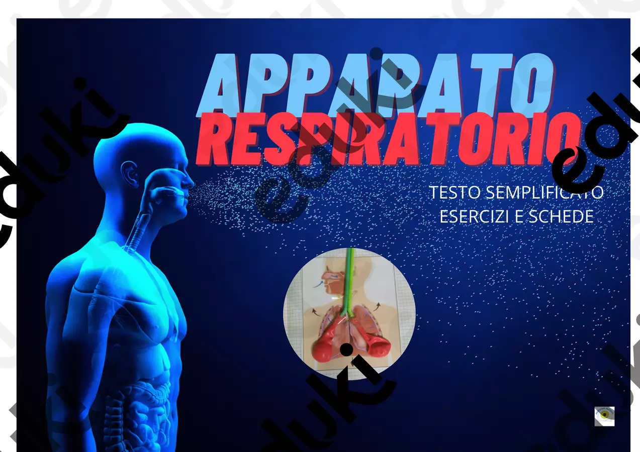 APPARATO RESPIRATORIO: TESTO SEMPLIFICATO E FLASH CARD UTILE PER BAMBINI CON SOSTEGNO Flashcard - APPARATO RESPIRATORIO: TESTO SEMPLIFICATO E FLASH CARD UTILE PER BAMBINI CON SOSTEGNO - Alessia Presa - Pagina di copertina
