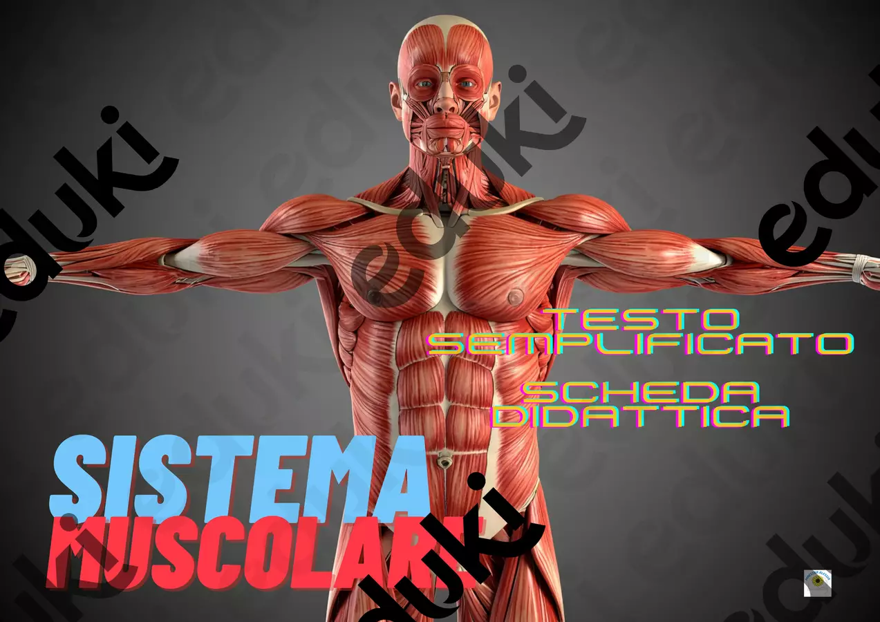 SISTEMA MUSCOLARE TESTO SEMPLIFICATO UTILE PER BAMBINI CON SOSTEGNO Esercizi - SISTEMA MUSCOLARE TESTO SEMPLIFICATO UTILE PER BAMBINI CON SOSTEGNO - Alessia Presa - Pagina di copertina