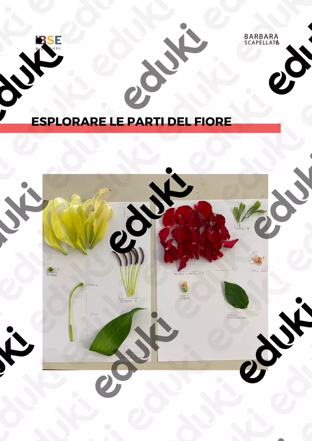 Esplorare le parti del fiore Esperimenti - Esplorare le parti del fiore - Barbara Scapellato - IBSE e dintorni - Pagina di copertina