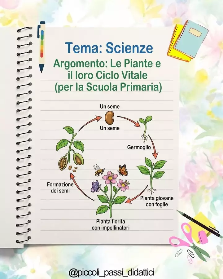 Il ciclo delle piante Esercizi - Il ciclo delle piante - Piccoli passi Didattici - Pagina di copertina