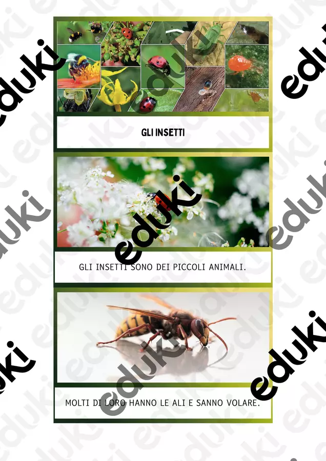 GLI INSETTI - STAMPATO MAIUSCOLO - ALLENAMENTO LETTURA - libricini Flashcard - GLI INSETTI - STAMPATO MAIUSCOLO - ALLENAMENTO LETTURA - libricini - MaestraDani - Pagina di copertina